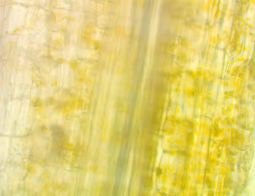 Item #71646257518770613568983710813551014237803002136866425209291833739321540608001 Media