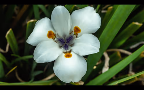 Item #112000724350228495474711911108130364376243231564197861893917091007538659338 Media