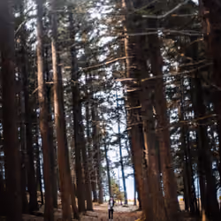 Isolation #8 - the angled woods