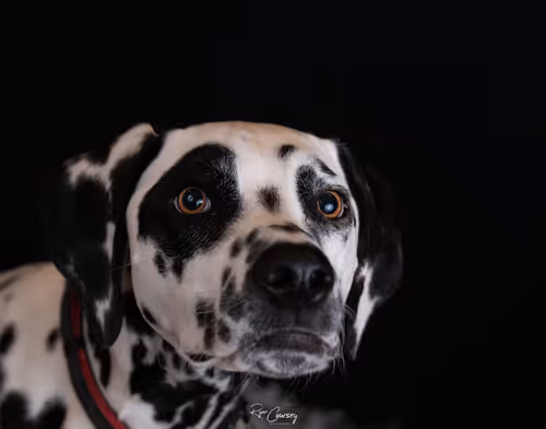 Item #87414682025478558117569594122165349452112546161934233951383420718255943188481 Media