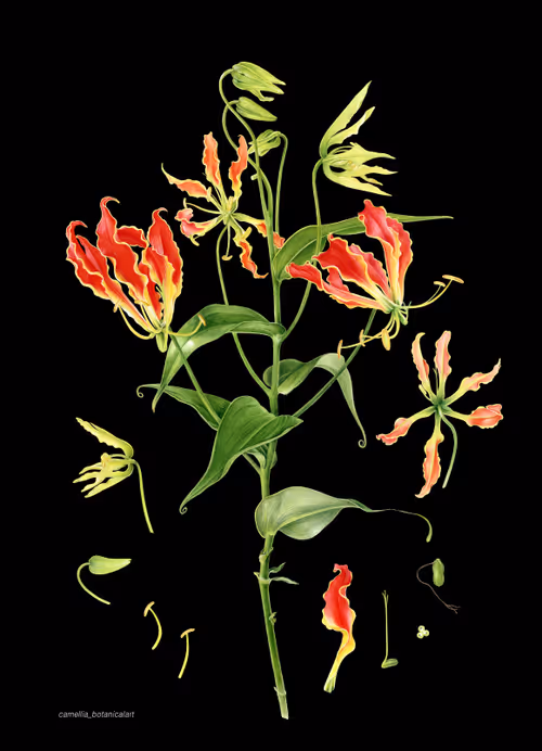 Item #113489034304621262780688231826605953110850630037048369512317058337083314143237 Media