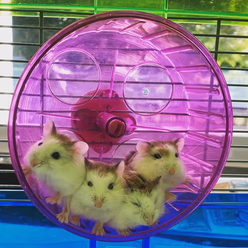 Item #50617374245410180850045128412875175497887364264058286505098680235843714547713 Media