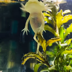 An axolotl story - Chilling