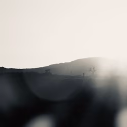 Black and White Joshua Tree