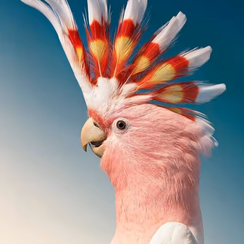 Untitled Collection #55565623