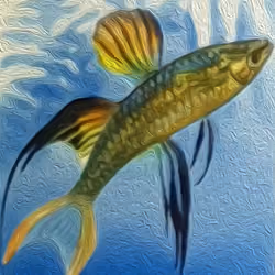 Iriatherina Werneri