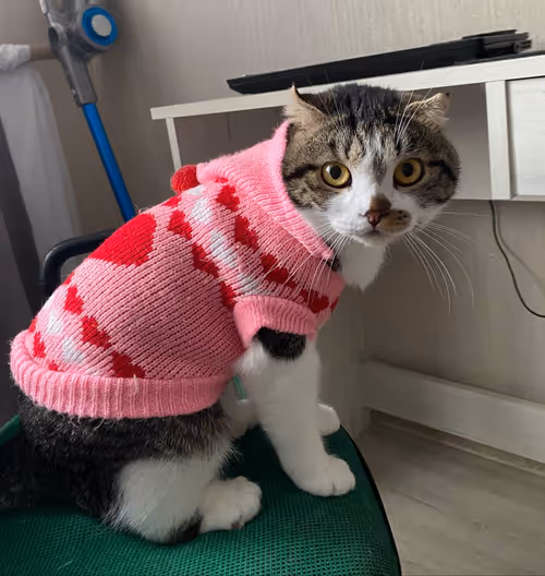 Item #51714780314179032241787952776522636894904578774096726712782613638351765372929 Media