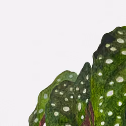 The Polka Dot Begonia 1