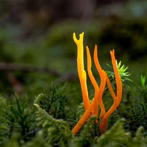Realfungi
