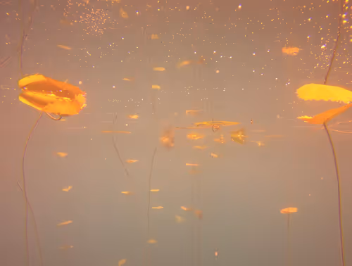 Item #115430421716330114127925714386191036467996783471008022249532804605625908592641 Media