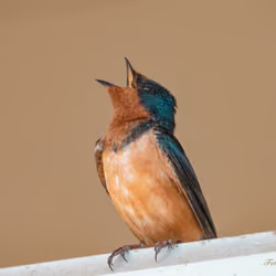 Singing to her nest