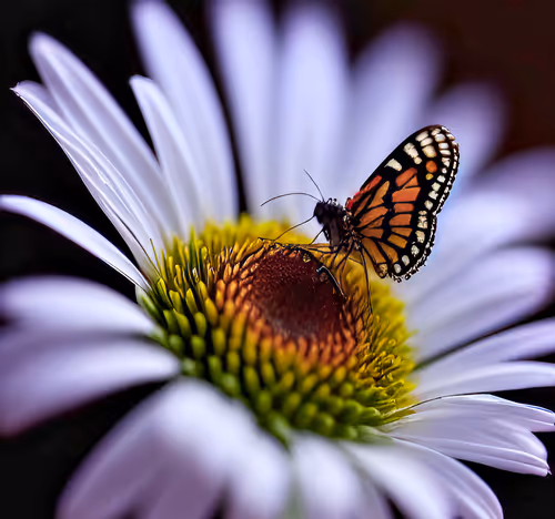 Item #114755020298060964466726190772442565460122339450313481214663278236621722353665 Media