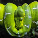 Emerald Tree Boa