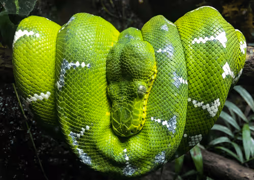 Emerald Tree Boa