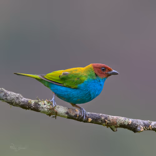 Item #76723362783280478533997952640177478162370392864243199552253501726101562458113 Media