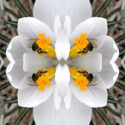 bee in crocus
