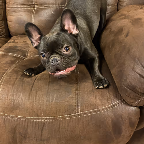 packageguyeth Collection