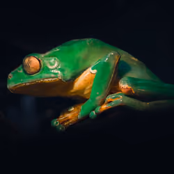 Giant Waxy Monkey Frog