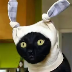 Felix