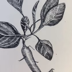 Mandrake