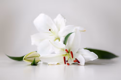 Item #65944253536368355183911176493195225270451461120377666666009501315744365805569 Media