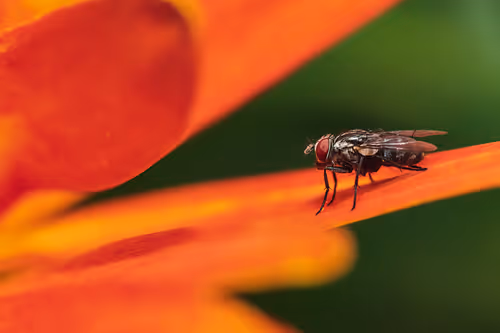 Item #105090597216655980557633683149084672751347825439893935605656298003427678486529 Media