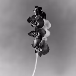 Anthos #23 - Moon Orchid