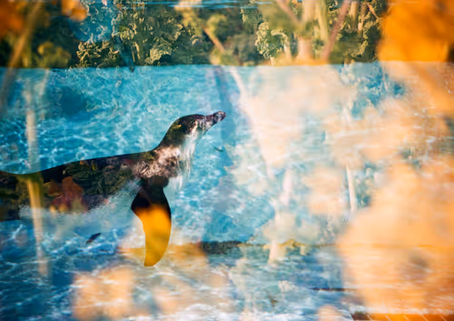 Item #42626720449793049245731240582970290857527864811431423741856946919284599160833 Media