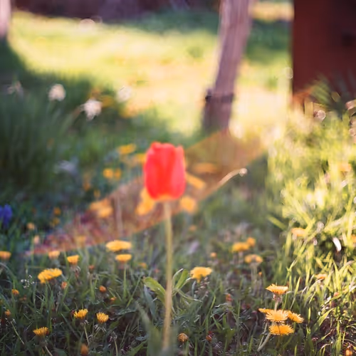 No more tulips