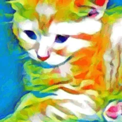 Baby Cat