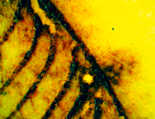 Item #71646257518770613568983710813551014237803002136866425209291834314366121934849 Media