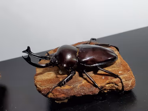 Item #2846893736148873774746802631495866819654136602576950046920721039283495895042 Media