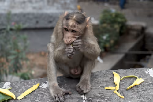 Item #55693129802033309133993648362875030552322956693763483075154188351287928553473 Media