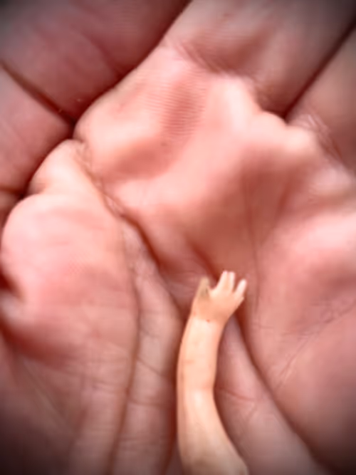 Item #46165039253768007082399740641195616512742564735458556676886734417367209607169 Media