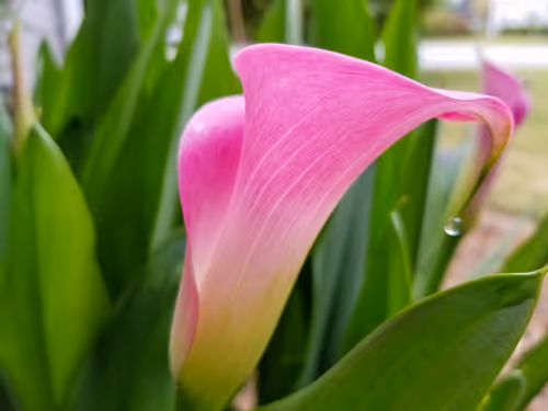 Item #104376002949691435372186332922329426885438855104179935790586764280671078711303 Media