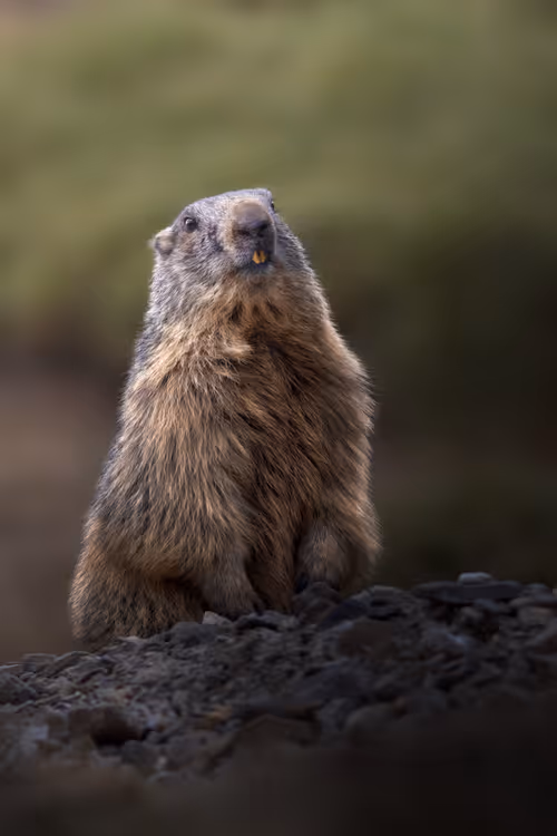 Item #74947066243849206940937931845492421282407977522900211027354211435502876229633 Media