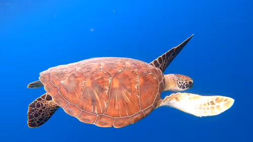 Item #93917210928009552265570427413341546020590352631026157694666951312054434136066 Media