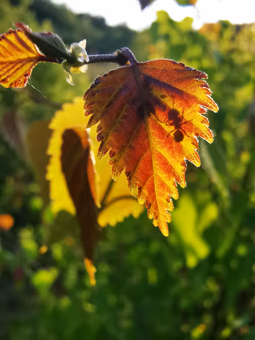 Item #39044306761895989489262238259534332683686809885641995164742116509351457849345 Media