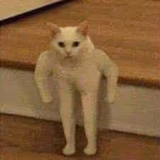 SlowandSteady Collection