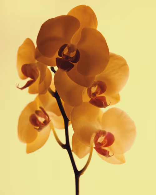 Item #49421393432894499121215694470303184244096795482679490930709574094752074170369 Media