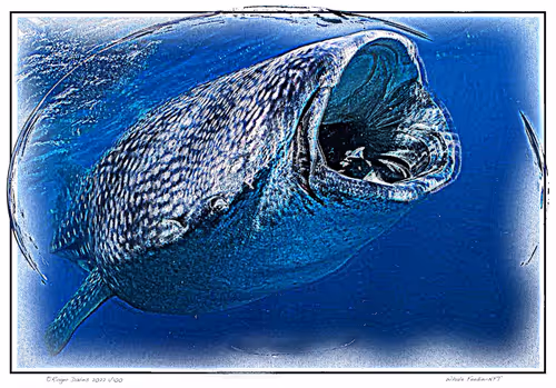 Item #11017776651197561377596972513232318538951070019919471549436519149025150107649 Media