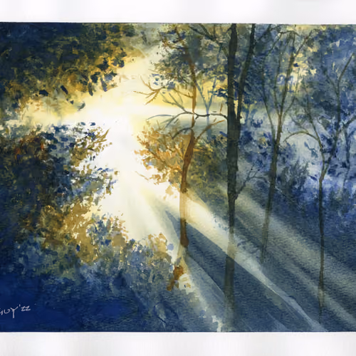 Forest Sunlight