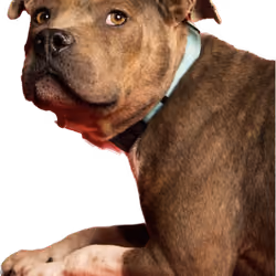 My loyal pet dog