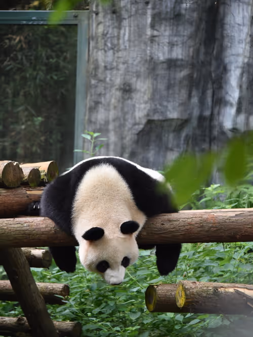 Item #114897420147735578996875144627115122561638223557948297077066948204726226780161 Media