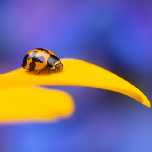 Little Wonders