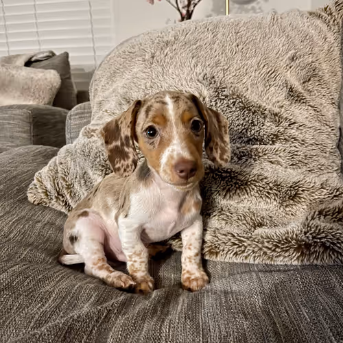 Item #3898553481777928447875654508319745577702835649877580186705307905700680171530 Media