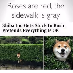 Bush Shiba 