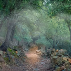 Bosque nublado en la Serra de Tramuntana
