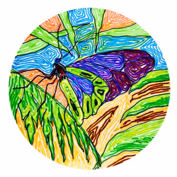 Imagine butterfly NO.11