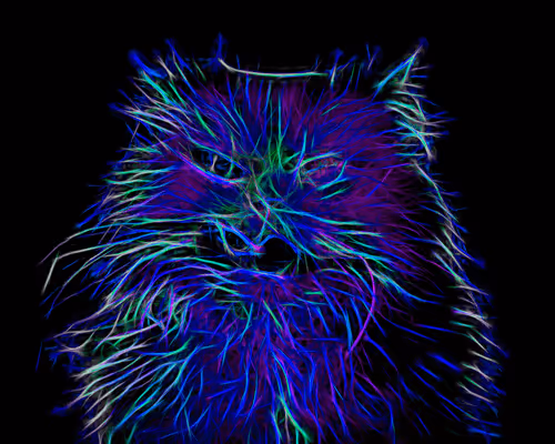 Angry Cat Collection